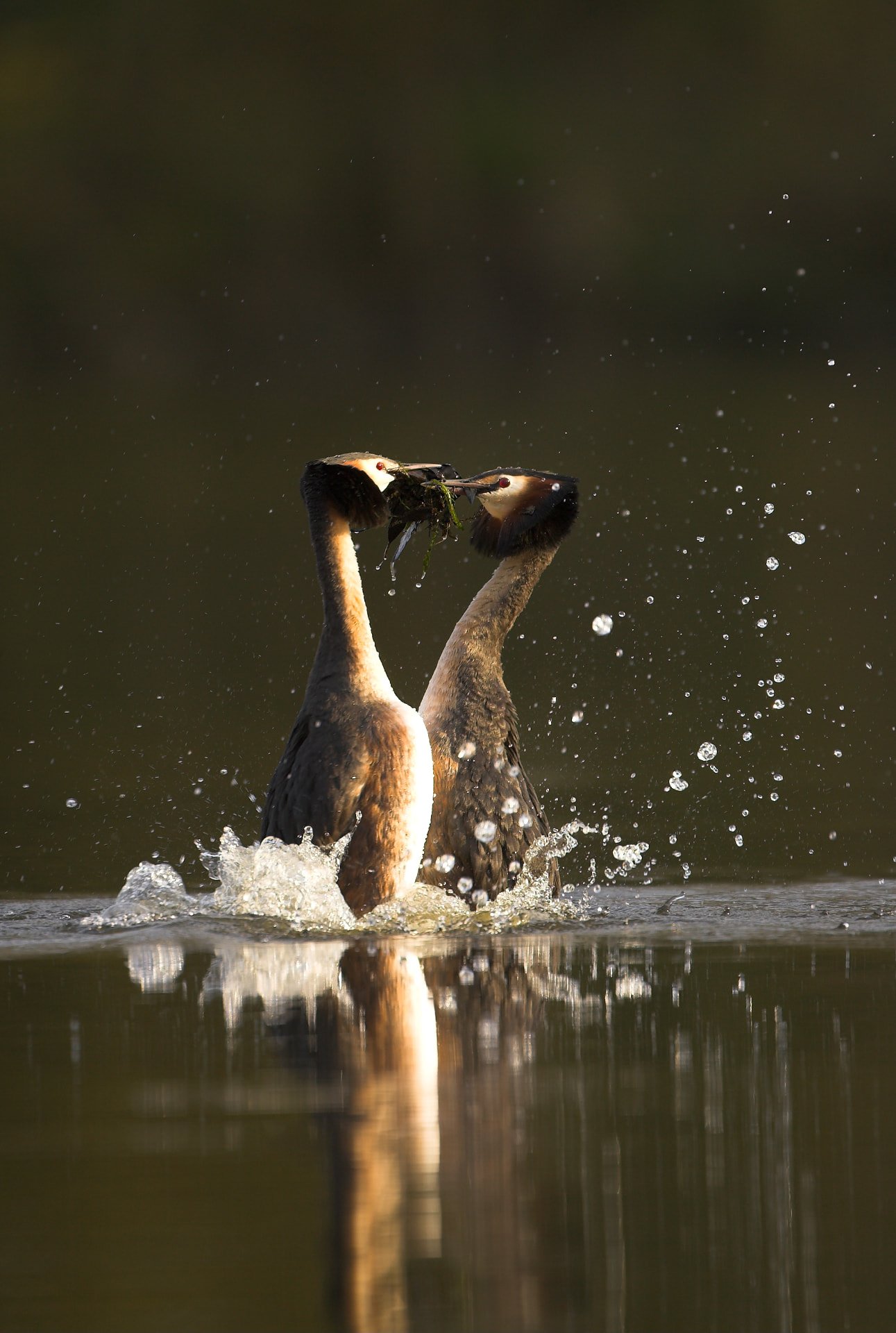 20 great crested grebes displaying the weed dance