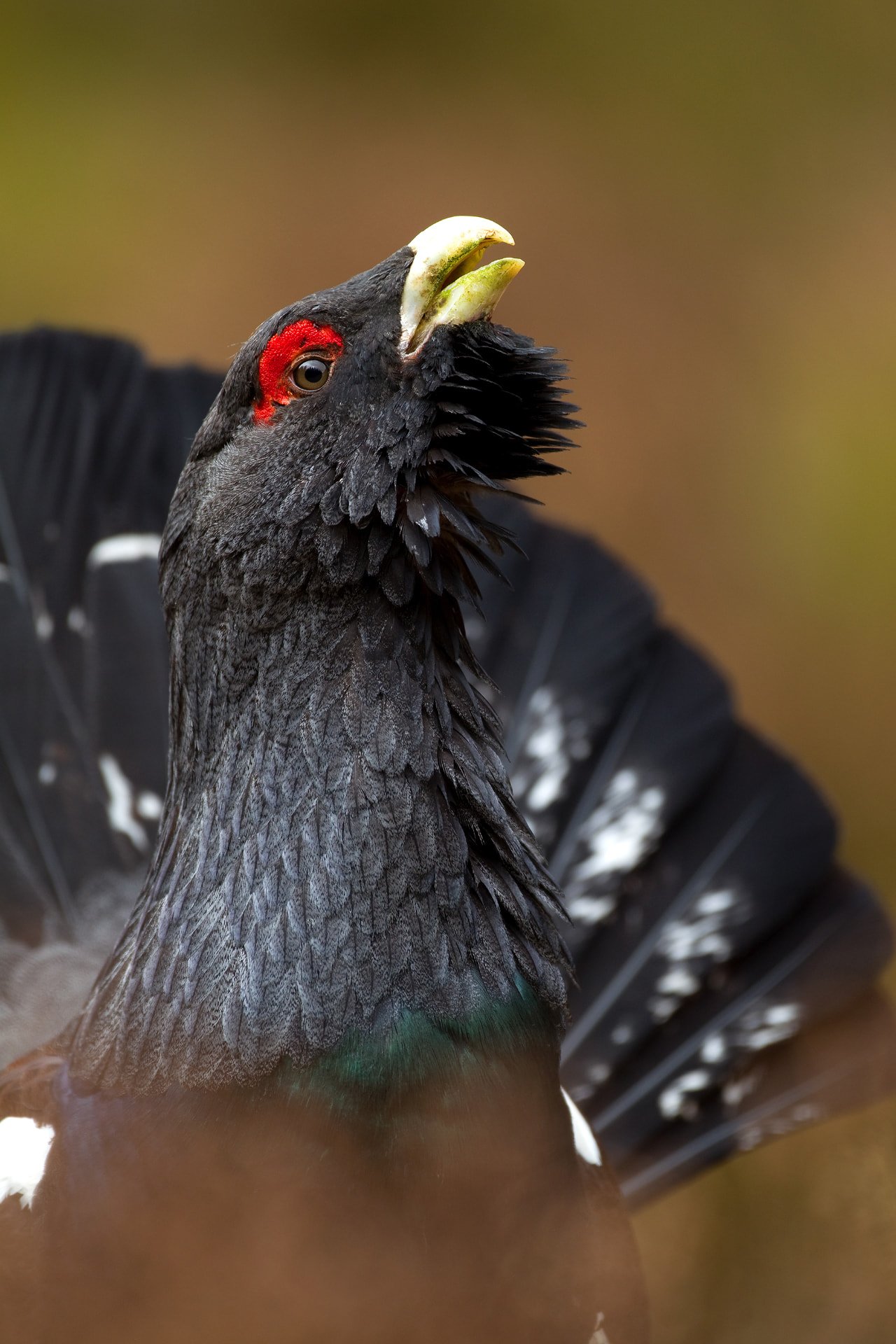 Wildlife Photography in Bangalore